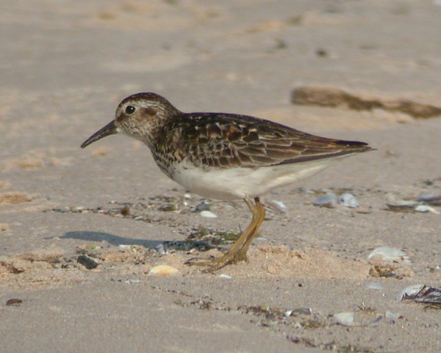 Least Sandpiper