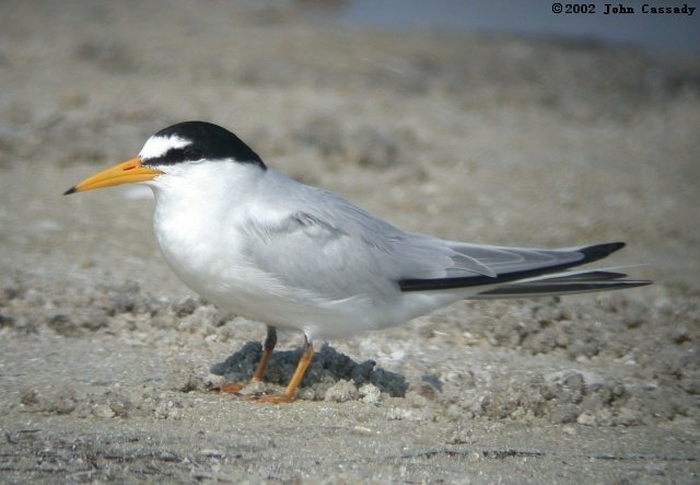 Least Tern