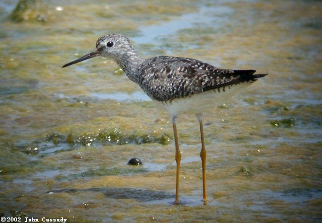 Lesser Yellowlegs Photo 3