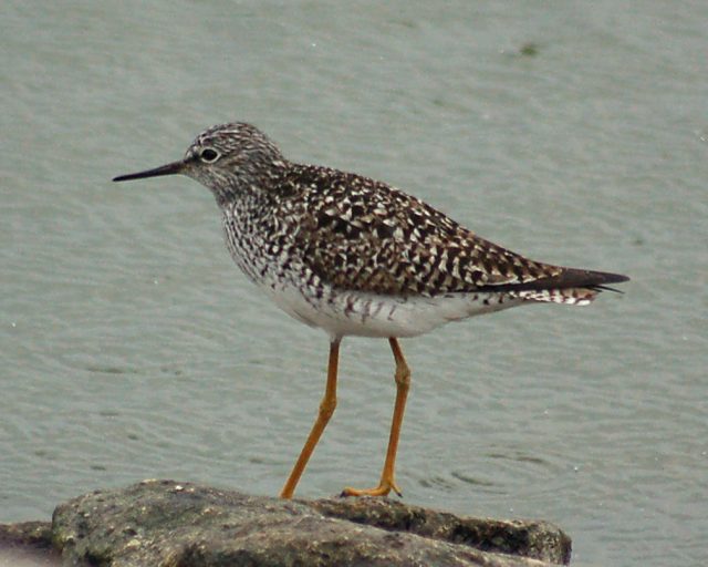 Lesser Yellowlegs