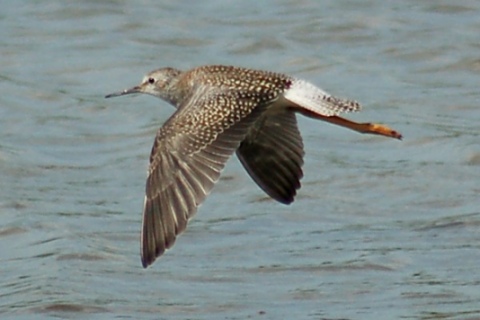 Lesser Yellowlegs (in flight)