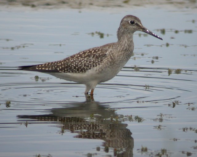 Lesser Yellowlegs (juvenile)