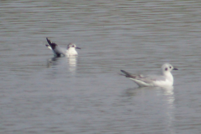 Little Gull (1st year)