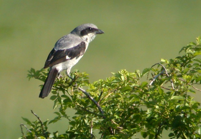 Loggerhead Shrike