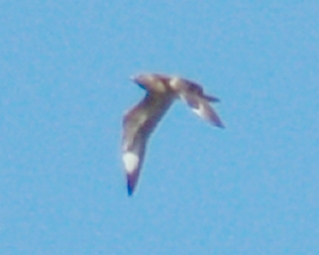 Long-tailed Jaeger (juvenile) photo #3