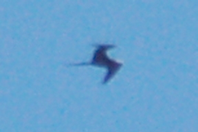 Magnificent Frigatebird (adult male in flight)