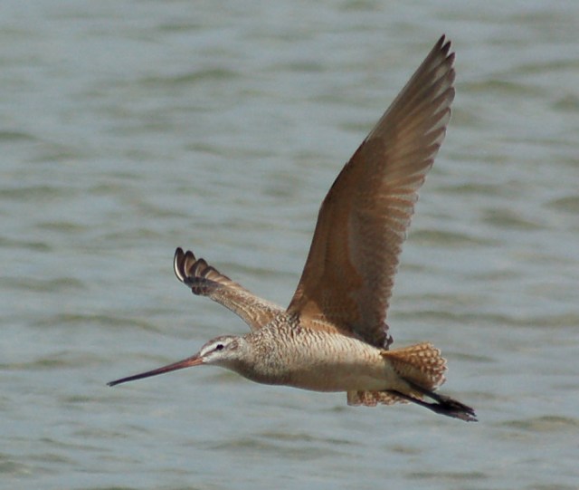 Marbled Godwit (in flight)