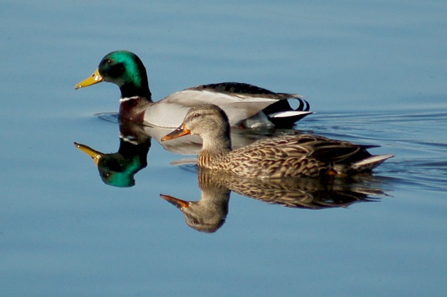 Mallard