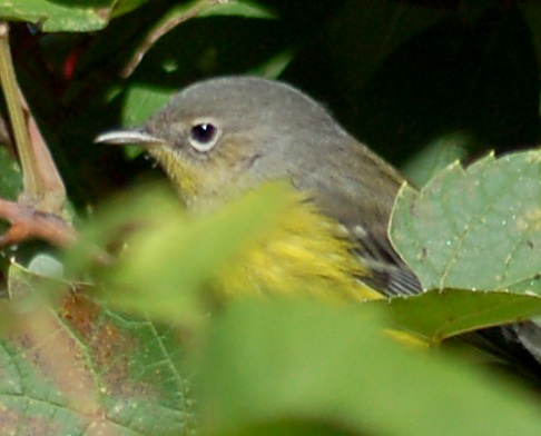 Magnolia Warbler