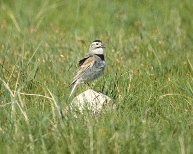 McCown's Longspur