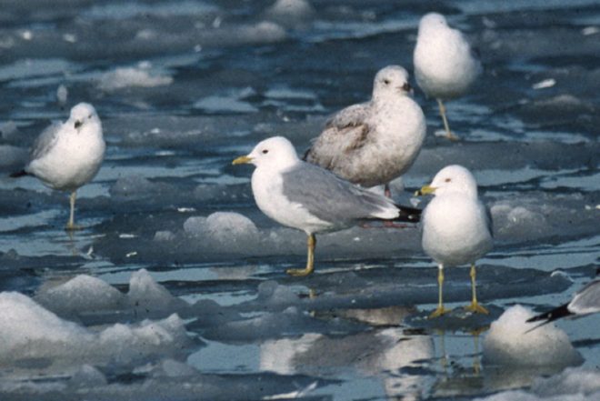 Short-billed Gull