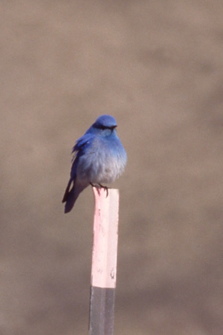 Mountain Bluebird