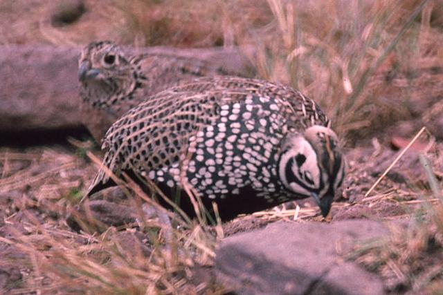Montezuma Quail photo #2