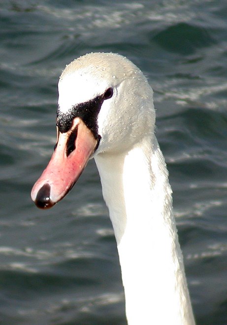 Mute Swan
