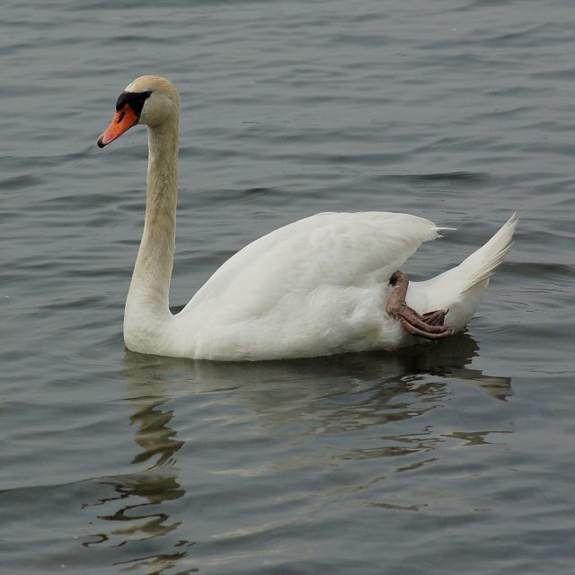 Mute Swan
