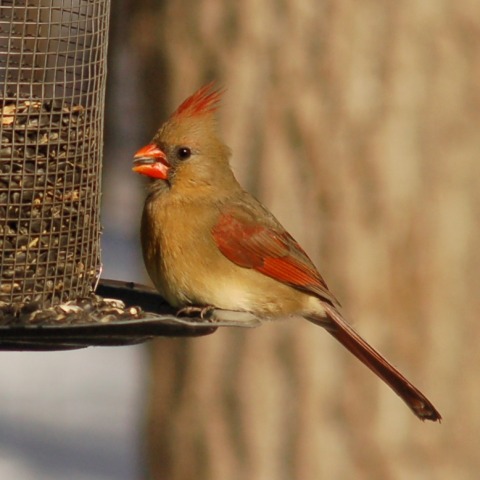 Northern Cardinal Photo #2