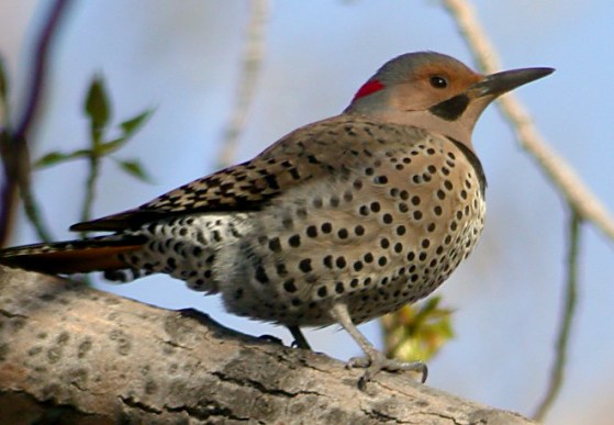 Northern Flicker Photo 3