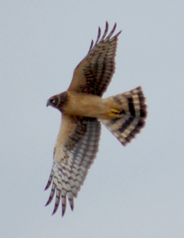 Northern Harrier (juvenile) photo #1