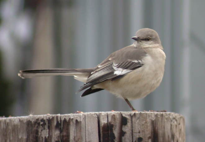 Northern Mockingbird Photo 3