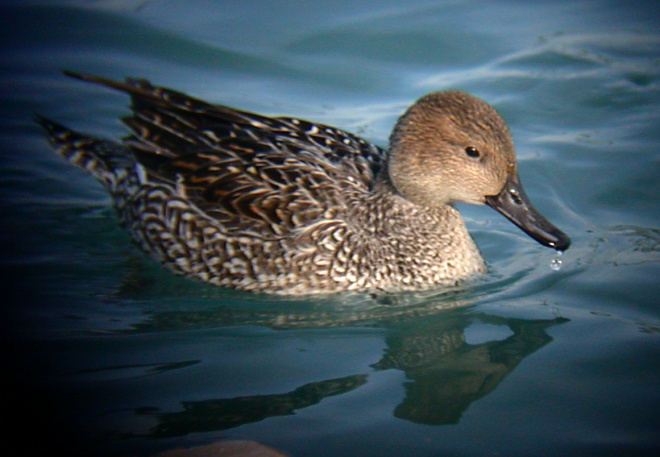 Northern Pintail