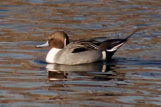 Northern Pintail Photo 1