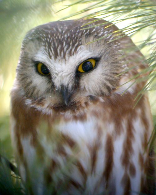 Northern Saw-whet Owl photo #2