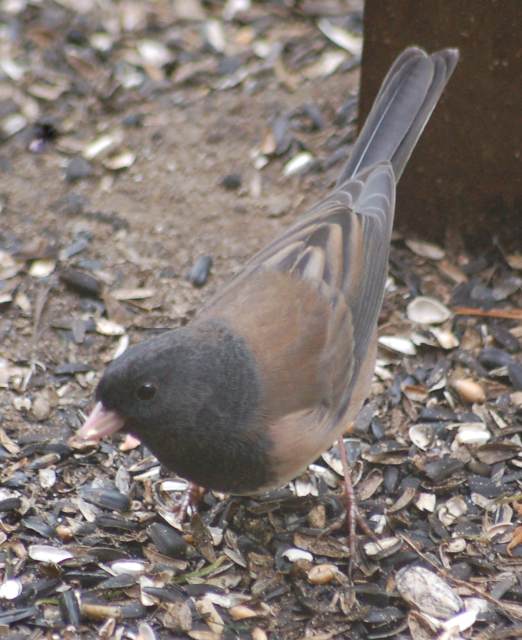 Dark-eyed Junco (Oregon Form)