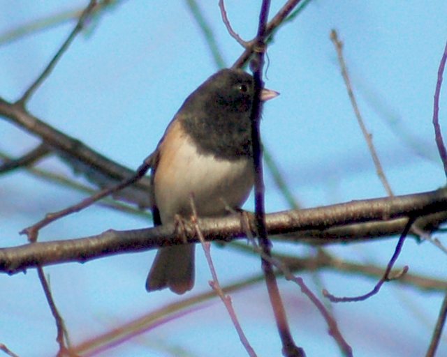 Dark-eyed Junco (Oregon Form)