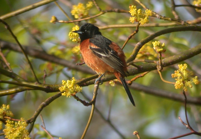 Orchard Oriole photo #1