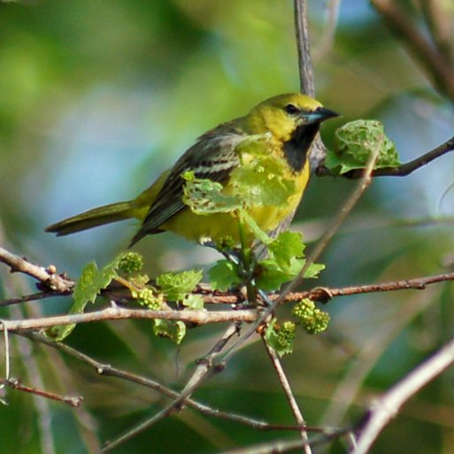 Orchard Oriole photo
