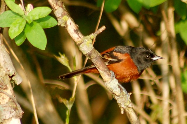 Orchard Oriole photo #2