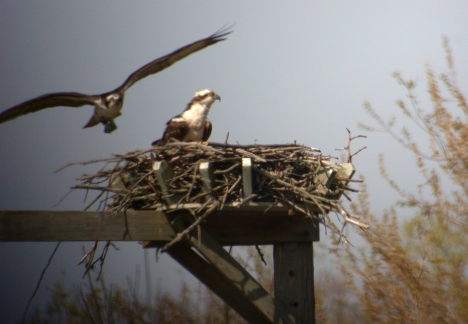 Osprey Photo 1