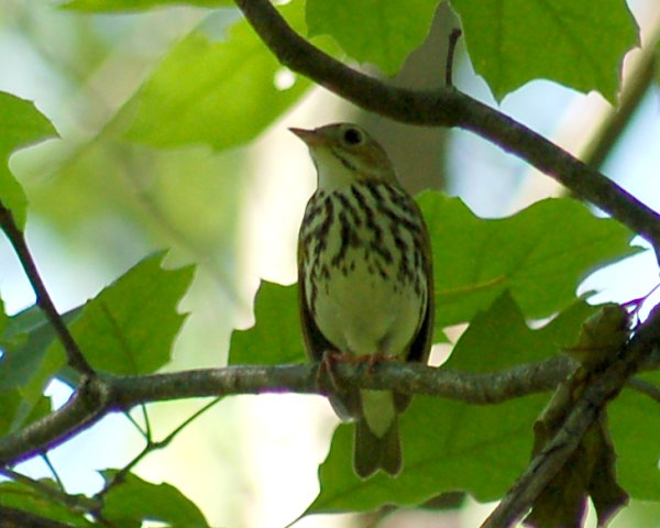 Ovenbird photo #2
