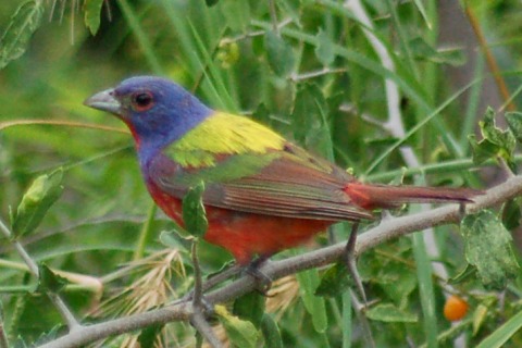 Painted Bunting Photo 4