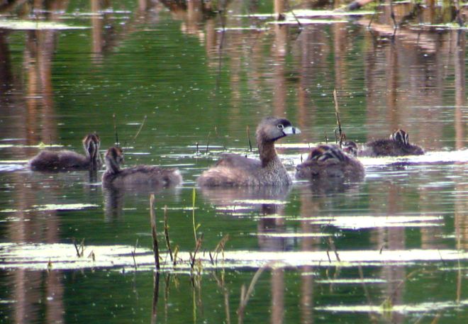 Pied-billed Grebe (with young)