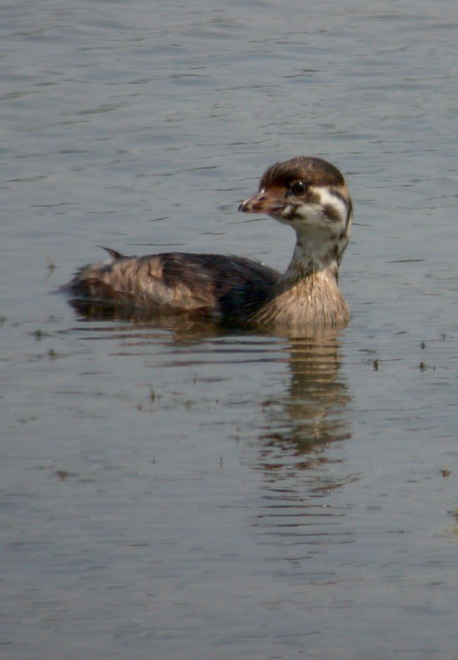 Pied-billed Grebe (juvenile)