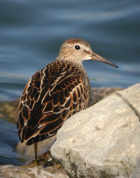 Pectoral Sandpiper Photo 1