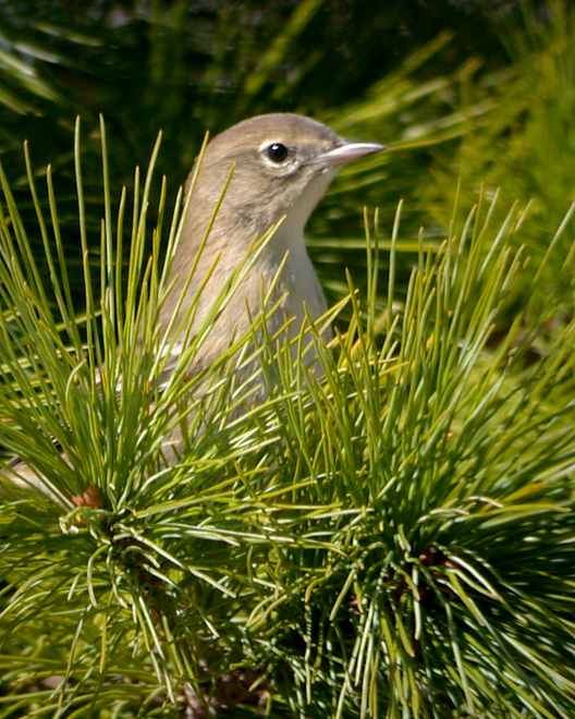 Pine Warbler (1st Fall female)