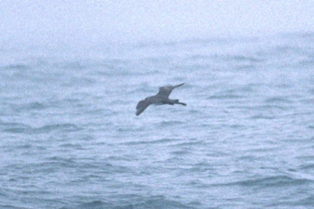 Pomarine Jaeger (adult)