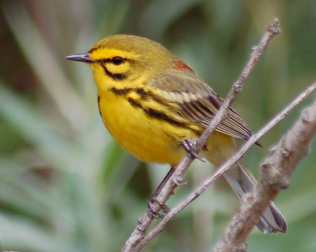 Prairie Warbler photo #1