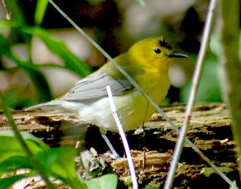 Prothonotary Warbler (spring adult female) 