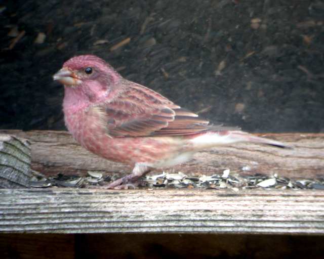 Purple Finch