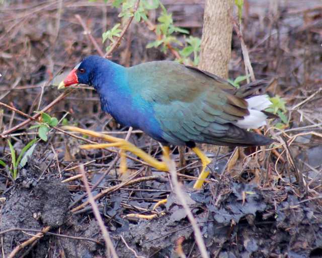 Purple Gallinule