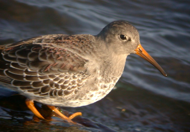 Purple Sandpiper Photo 3