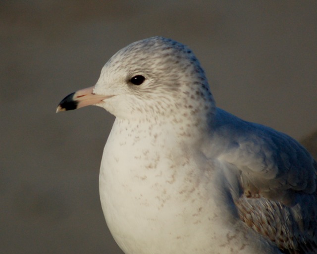 Ring-billed Gull