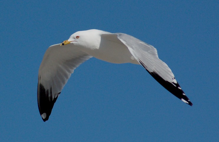 Ring-billed Gull (adult)