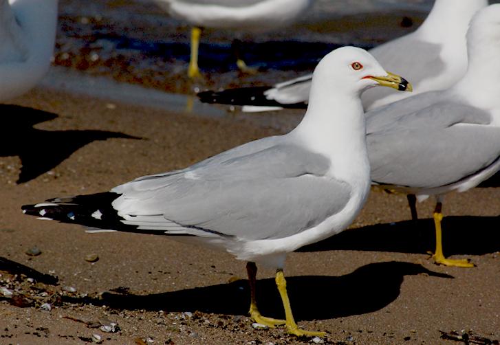 Ring-billed Gull (adult)