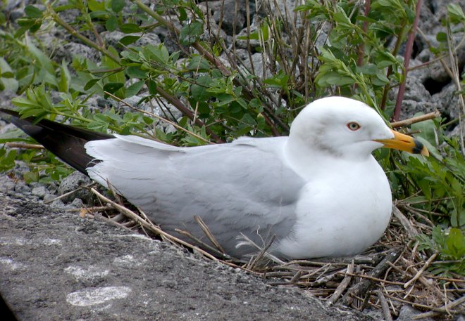Ring-billed Gull (nesting)