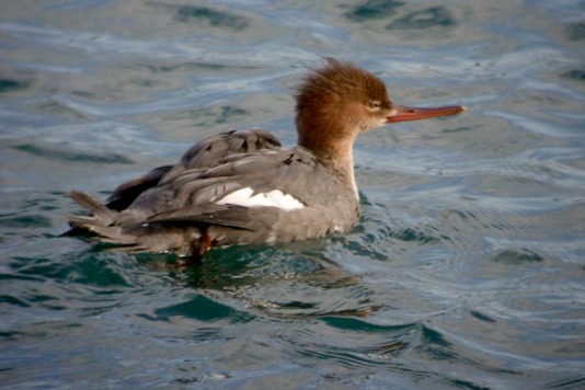 Red-breasted Merganser photo #2