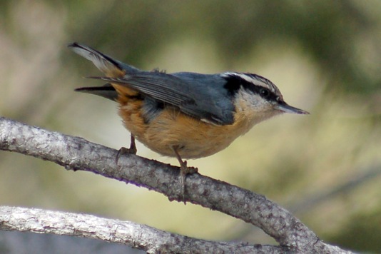 Red-breasted Nuthatch photo #3